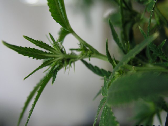 garden photos taken at the beginning of flowering second week. Garden had a lot of problems first chemical burn second heat problems third fresh air intake too low and a minor attack of spider mite.