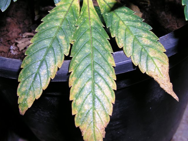here a view of the leaf with the burn 