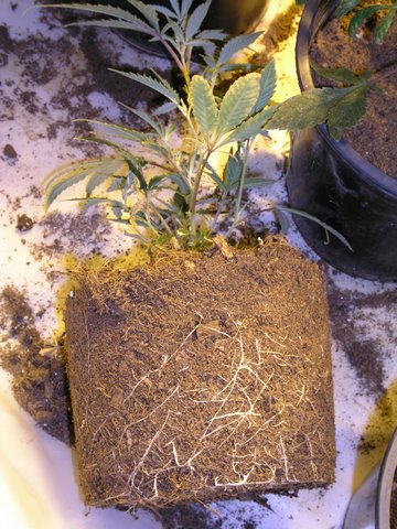 Photo of the plants roots before the repot this was a healthier that did not have much damage