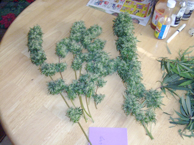 just manicured