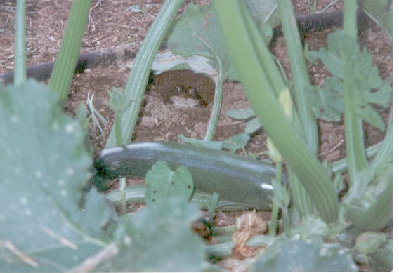 This Toad is on patrol