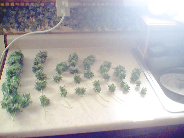 This is the first plant to be ready.
the bud on the far left was 3 oz