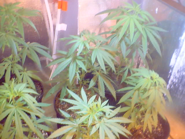 put these plants in grow room to start 12?12