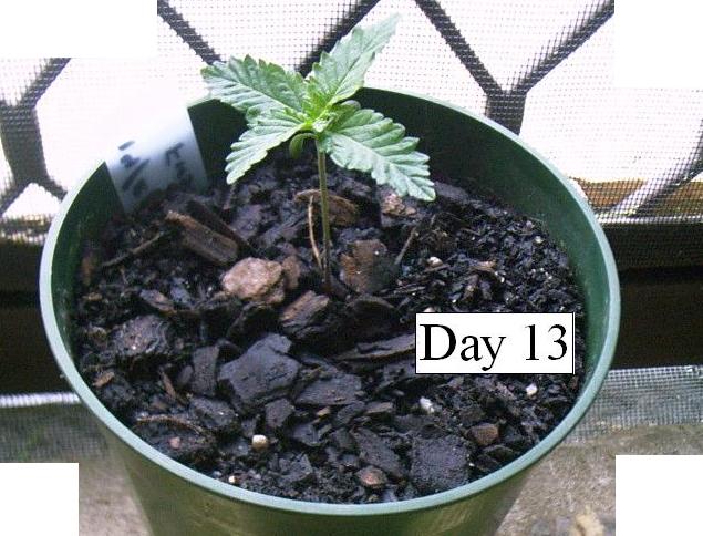 this is my plant 13 days after being planted from seed. looking ok. there are 4 main leaves and 6 smaller ones shooting. how could i tell what type of strain this is?