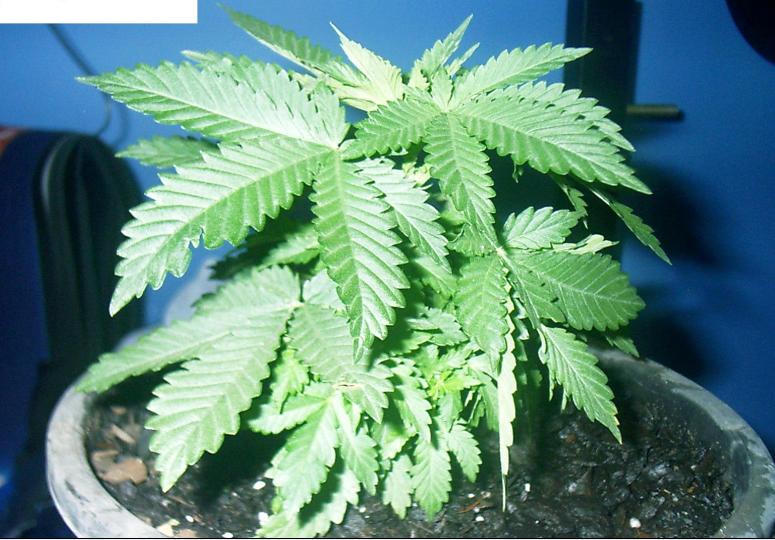ok, one month since planting. i think this might be a dwarf cause this bushy motherfucker is takin off. the stem is half a cm thivk already and is rock solid.
