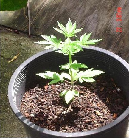 This plant is roughly 27 days old and I think is doing pretty good. Is it growing just find or slow?? It is about 9 1/2