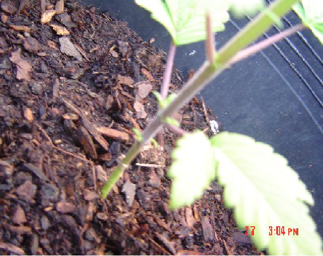 This is a picture of the red stems and yellow bottom leaves of the plant. I just clipped the two bottom single leaves. I have no idea what is causes this. Can anyone help me with this problem?