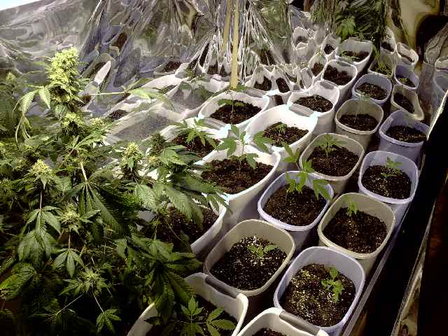 1 DP Oasis almost ready to harvest on left.
