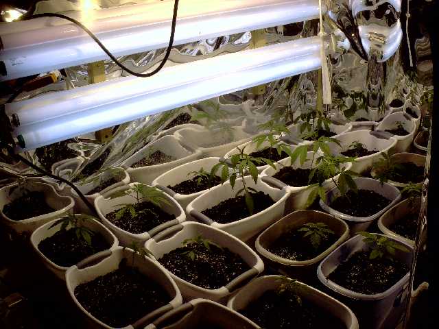 3 weeks old