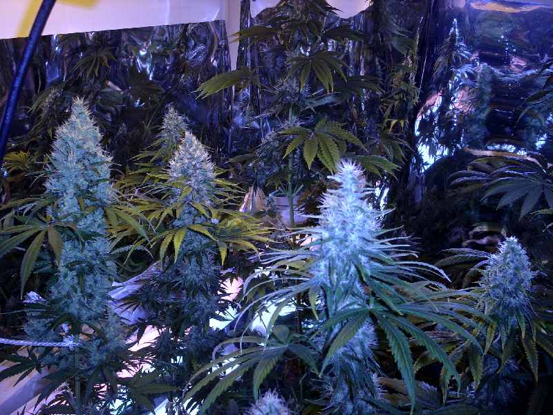 46 days flower