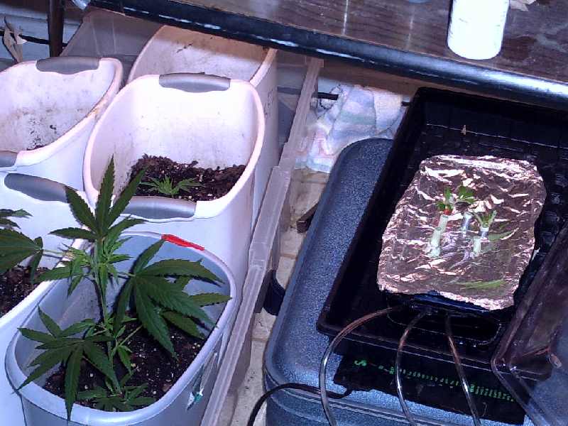starts and cloner