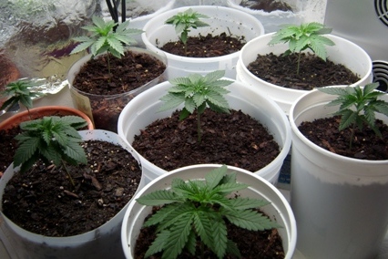 whole garden