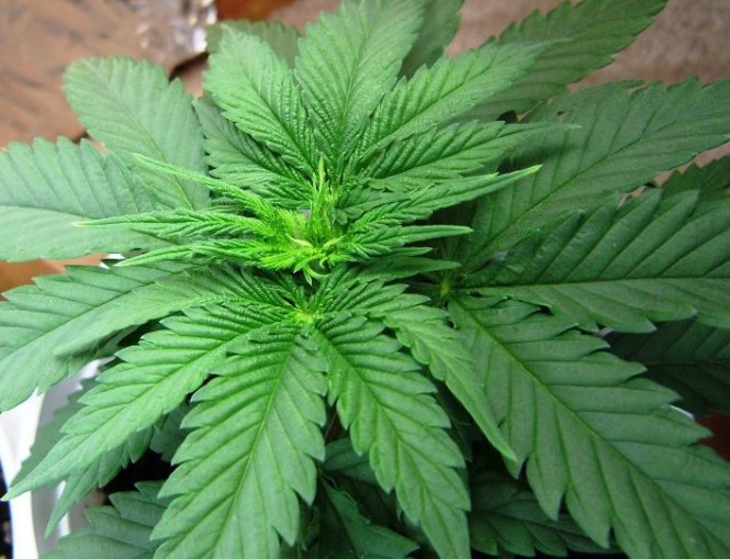 starting to see some 9 leafs