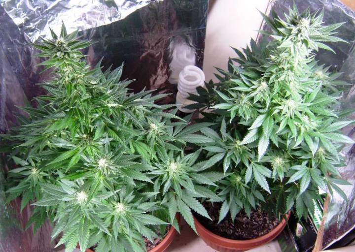 Day 24 of flowering, one turned out hermie but all male flowers removed before any pollen release