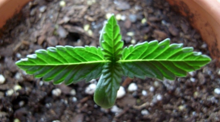 light just right, glowing herb.