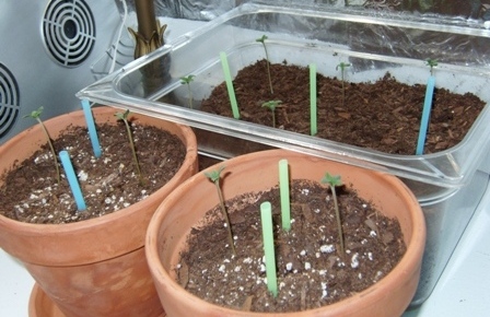 just after 2 days in soil, light was too high i learned and quickly adjusted