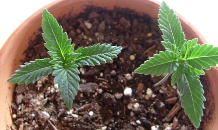 couple days before transplanting