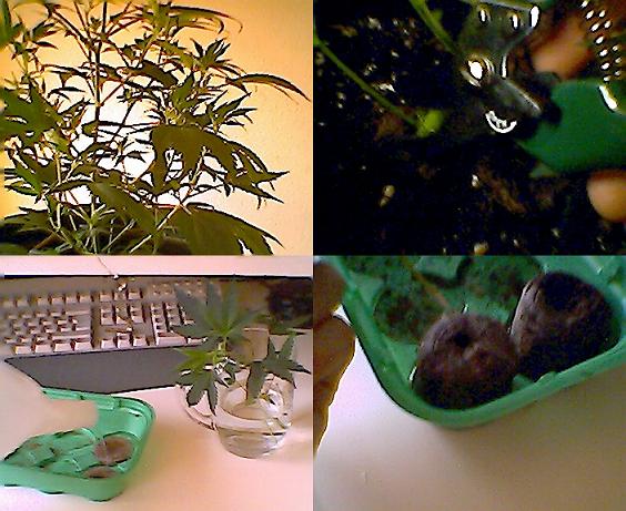 How I take Cuttings/Clones
More comming up soon