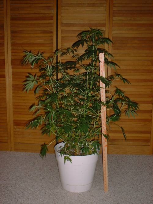 Shows the size of the plants at 56 days since germination.