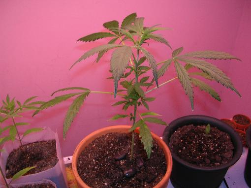 lookin pretty nicely, shes gonna love the new 400 watt HPS. if its a she, hopefully..