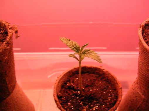 this one seems pretty healthy. still only on the 2nd set of leaves tho.