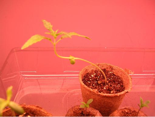 long stem 