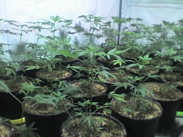 small room 40 veg on day 14