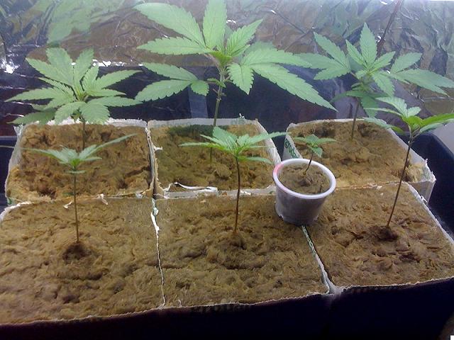 3 month old and 4 three week old, the little guy in the medicine cup is 3 weeks but just aint keep up with his siblings 