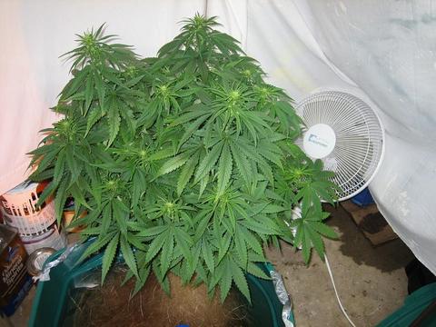 Day 16 flower