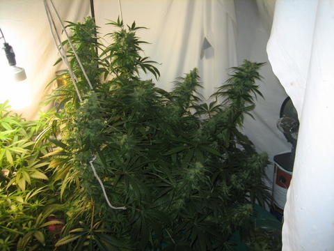 Day 55