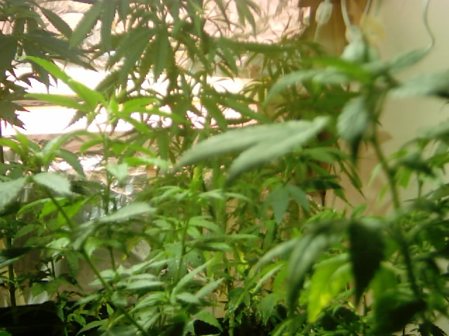 Welcome to the jungle
