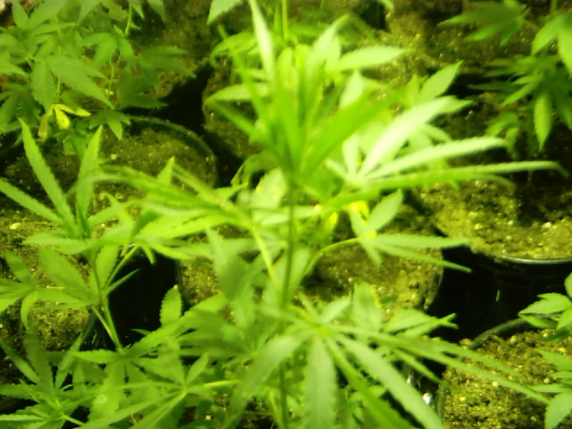 my pot