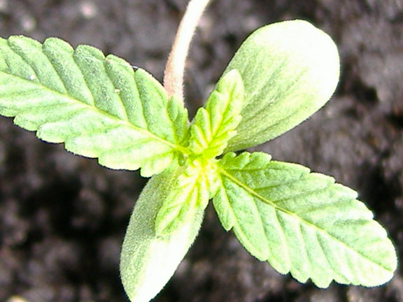 8 days old 