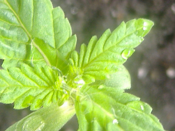 10 days old