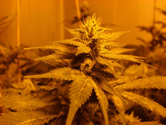 another bud shot