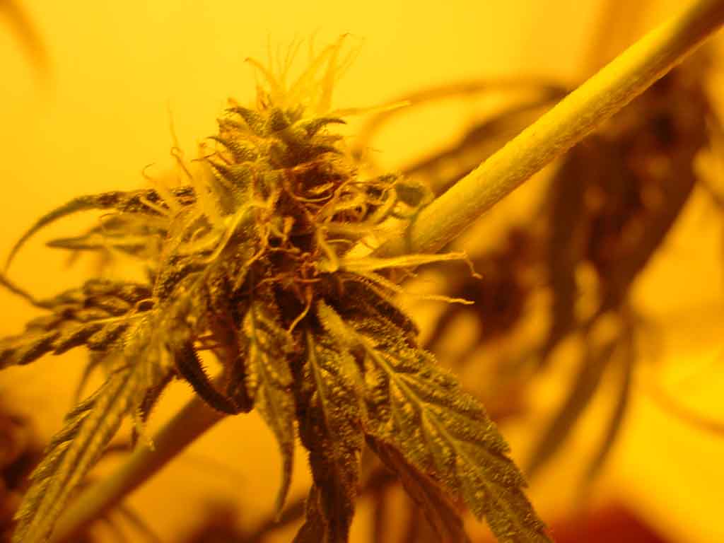 one of the lower buds!