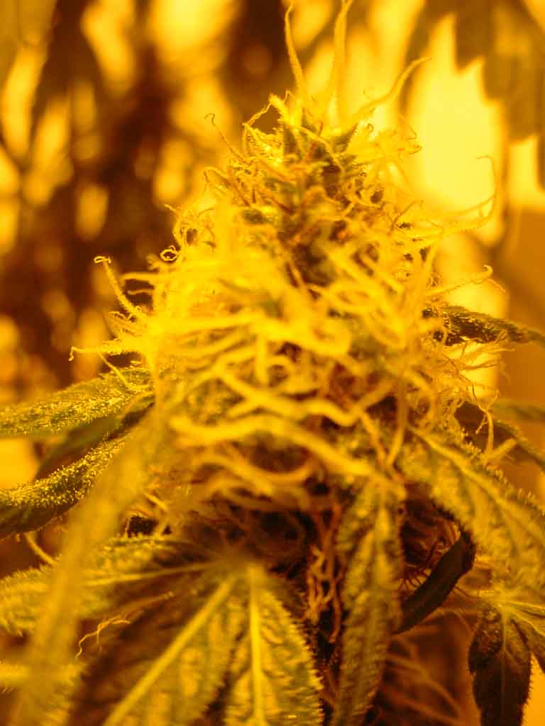 sidebud