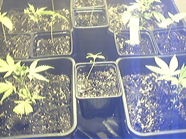 4 ppp clones and shiva seedlins