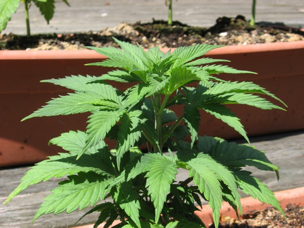 close up of the 2nd tallest