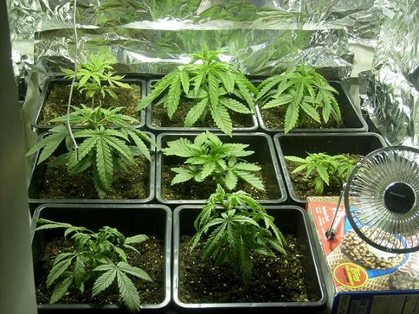 rhinoday23 veg