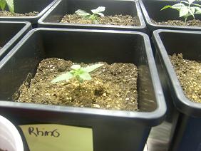 rhino 4 days
