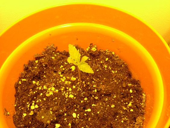 I woke up on the 3rd morning to find this big bad seedling. I was also shocked because all 9 had sprouted.