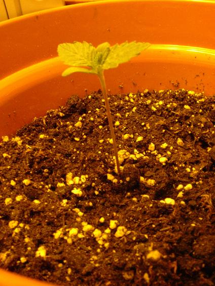 This seedling as you can see is pretty big. After 4days they have begun to look pretty healthy and are looking incredibly big. Not bad for the first grow.