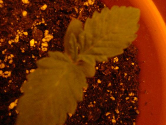 Day 5, new tips forming nicely. The first 2 leaves have grown yet again to about an inch each. Becoming a proud father.