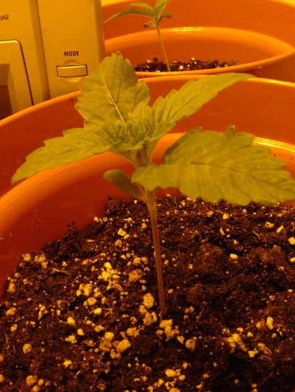 This was the first to sprout. 2 bottom leaves, 2 leaves just above it, and a total of 6 smaller leaves appearing. 2 on either side of the 2nd ones to arrive. And 2 more coming from the centre.