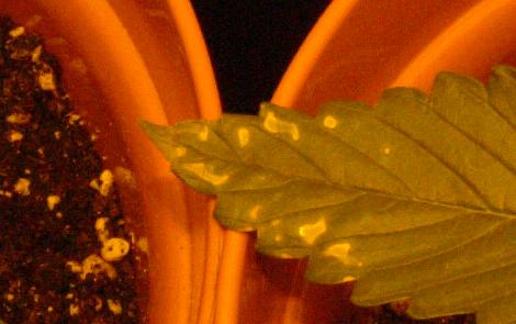These dodgy looking things have sprouted up on 2 or 3 leaves. I did splash water on them so im not 100% sure that its a bad problem
