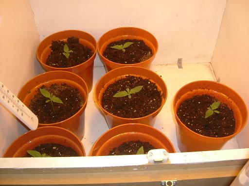 Day 6 and the plants are on there second set of leaves. They look healthy enough and i'm quite pleased with the progress! 