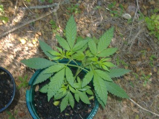 Vegging