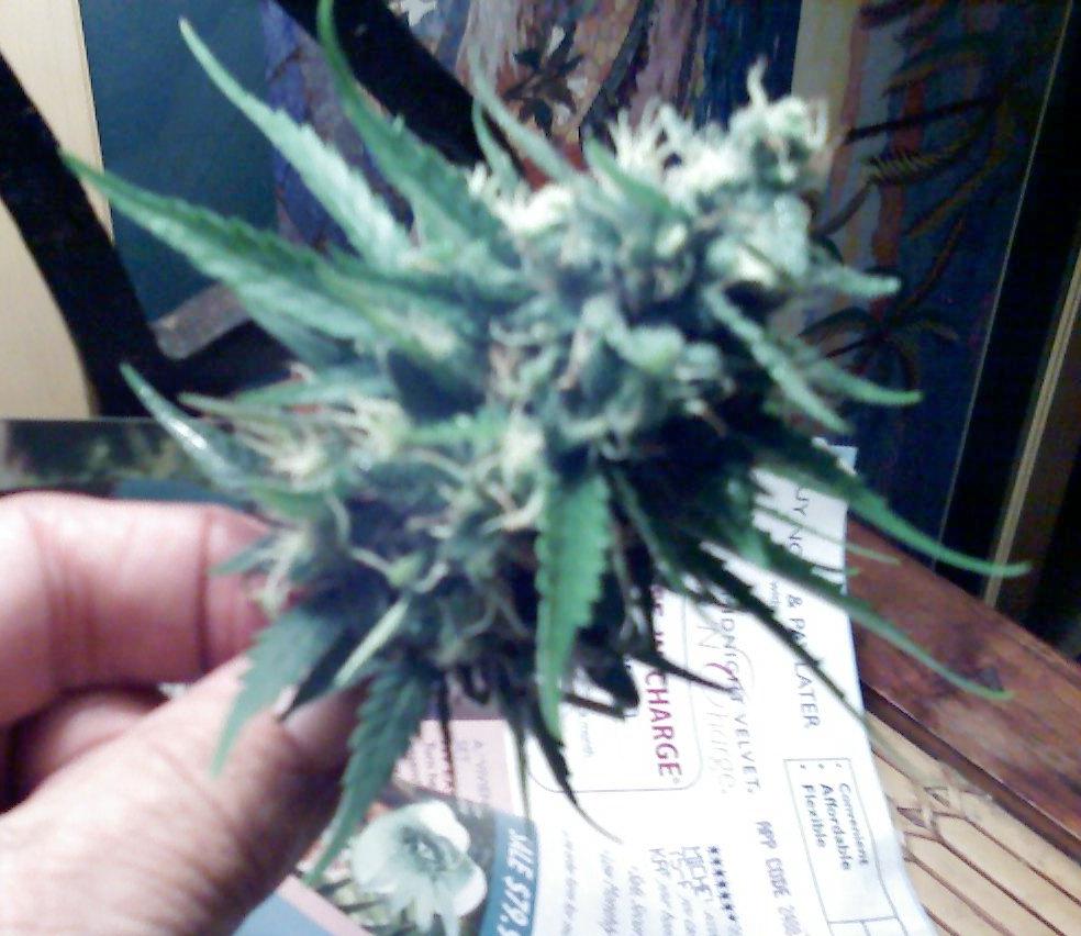 Bud from Garden Five