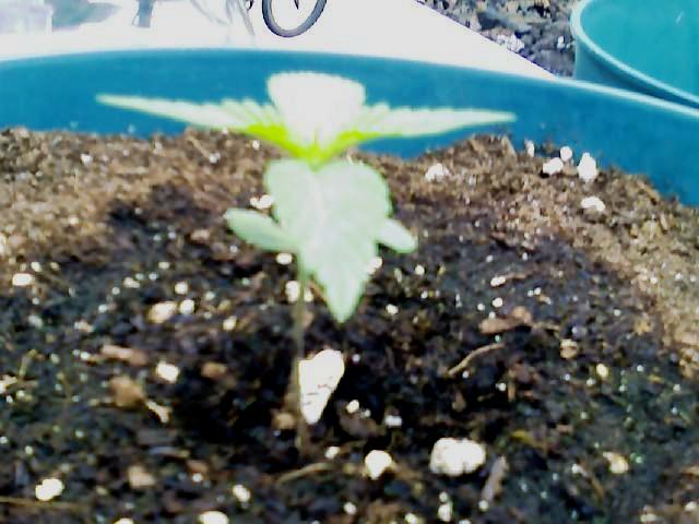 Planted ten days ago